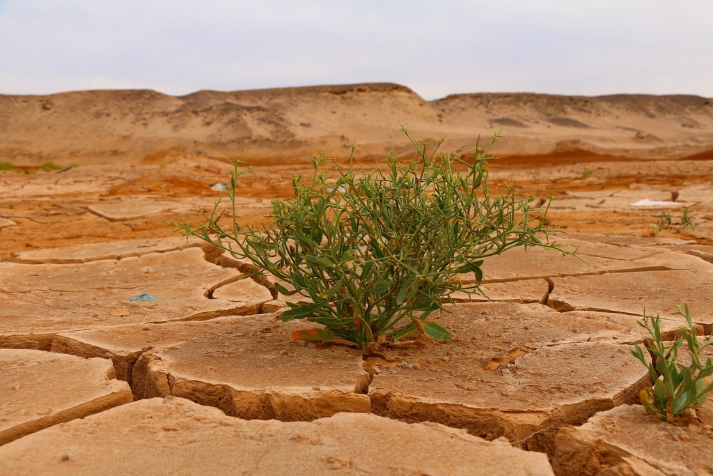 Pflanze, plant, Wüste, desert, climate, Klima, Hügel, hills