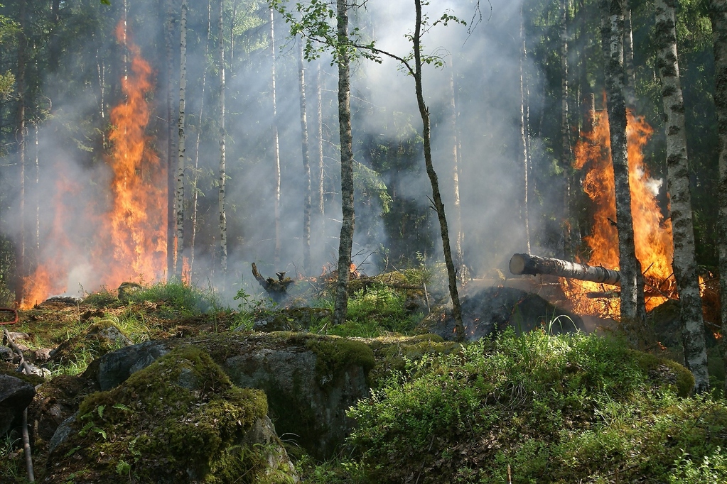 Wald, Waldbrand, Brand, fire, Feuer, forest, Baum, Bäume, tree, trees,