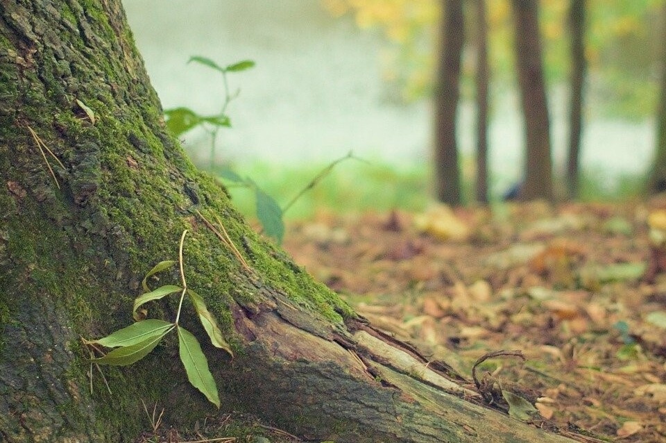 Wald, forest, grün, green, Gras, grass, Baum, Bäume, tree, trees