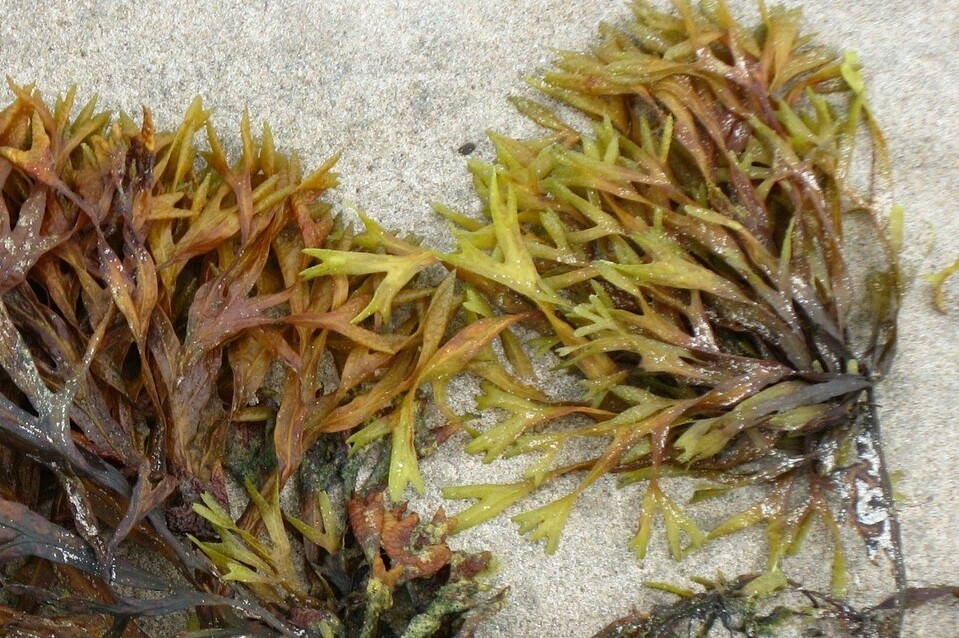 Algen, algae, Alge, Meer, See, Wasser, Strand