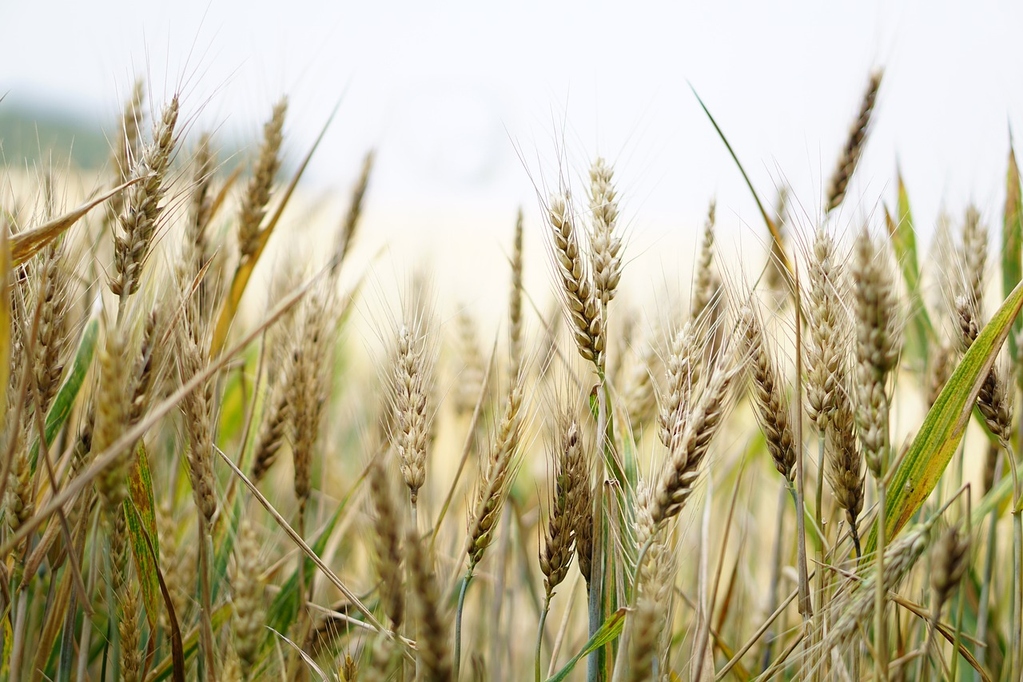 wheat, Weizen, Feld, field, nature, Natur