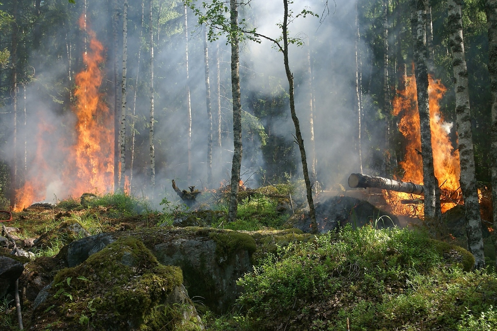 Wald mit Flammen