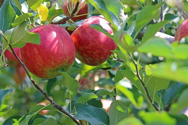 Apfel am Baum