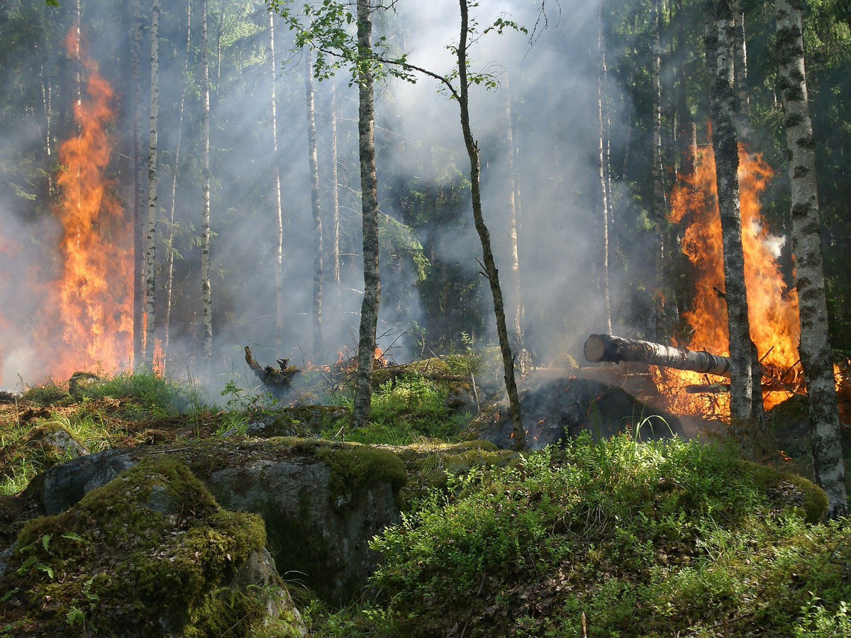 Das Projekt „ErWiN“ sucht Baumarten, die das Risiko für Waldbrände verringern können. 