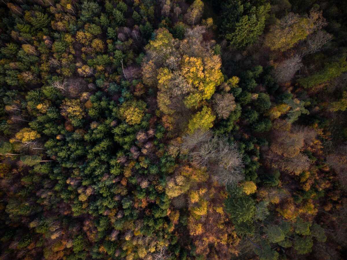 Viele Wälder leiden unter den Folgen des Klimawandels. Strategien sie widerstandsfähiger zu machen, entwickelt die neue Forschungsgruppe Sylvanus