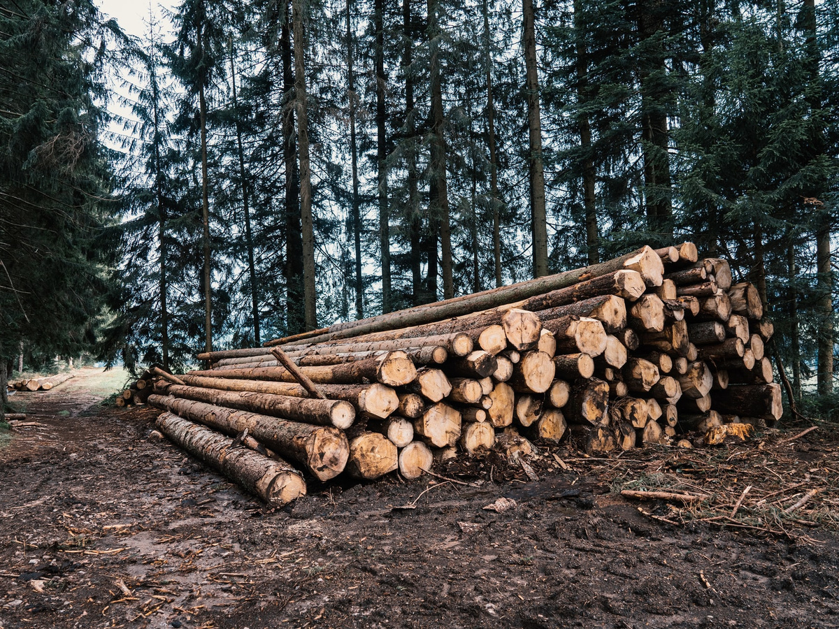 Titel  Neues Bioökonomie-Projekt untersucht „Holzzukünfte“