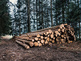 Neues Bioökonomie-Projekt untersucht „Holzzukünfte“