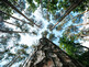 news_2022_005_urban_forestry_Korea_Germany_01