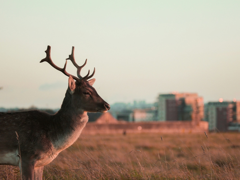 Cities For All: Hirsch in der Stadt