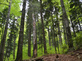 Project on increasing resilience of working forests